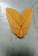 Adeloneivaia centrojason