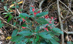 Ruellia sceptrum-marianum