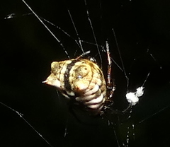 Micrathena patruelis