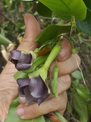 Mandevilla veraguasensis