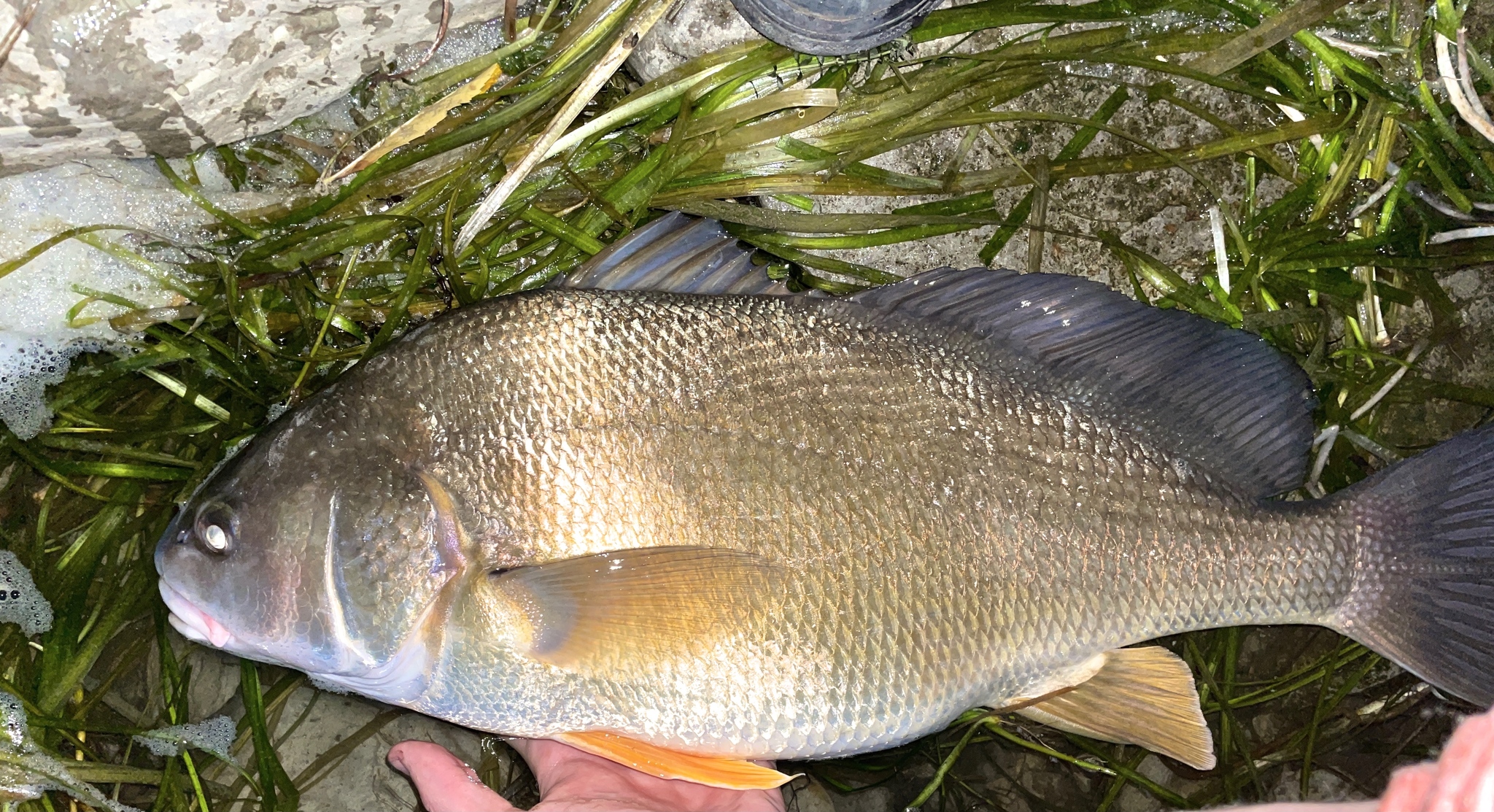 ロンカドール デ アグア ドゥルセ (Aplodinotus)ロンカドール デ アグア ドゥルセ (Aplodinotus)  