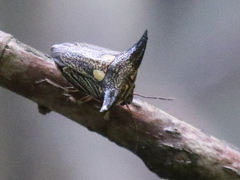 Alcimocoris coronatus