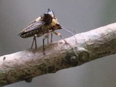 Alcimocoris coronatus
