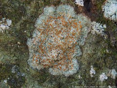 Brigantiaea leucoxantha