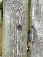 Polistes sagittarius