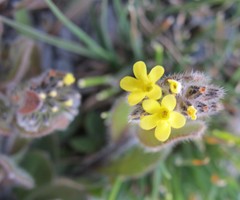 Myosotis australis
