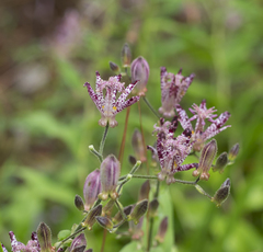 Tricyrtis formosana
