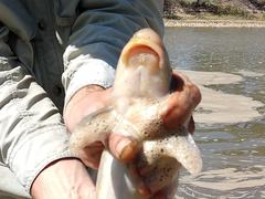 Pantosteus discobolus