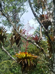 Tillandsia tovarensis