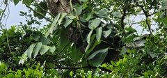 Monstera pittieri