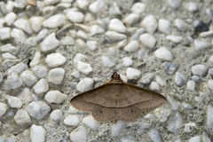 Hypospila creberrima