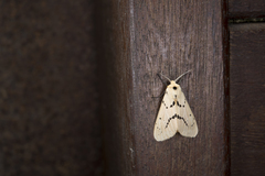 Spilarctia postrubida