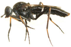 Acraspisa