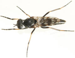 Acraspisa