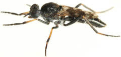 Acraspisa