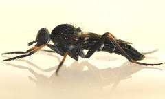 Acraspisa