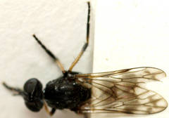 Acraspisa