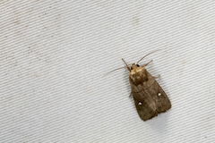 Athetis brunneolineosa