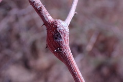 Tanaostigmodes howardii