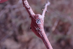 Tanaostigmodes howardii