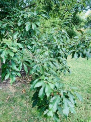 Quercus muehlenbergii