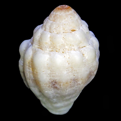 Orphanopusia patriarchalis