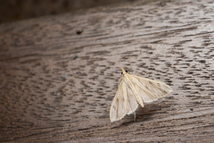 Antigastra catalaunalis