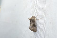 Chrysodeixis heberachis