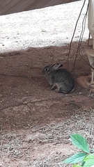 Sylvilagus brasiliensis