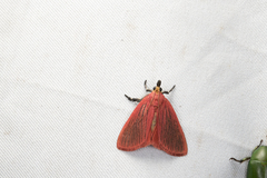 Arctioblepsis rubida