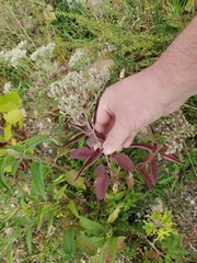 Eupatorium serotinum