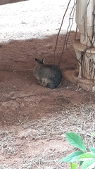 Sylvilagus brasiliensis