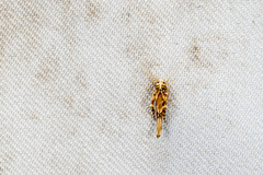 Stathmopoda stimulata