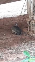 Sylvilagus brasiliensis