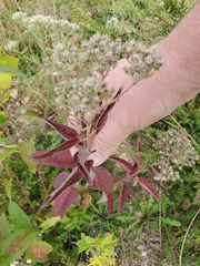 Eupatorium serotinum