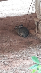 Sylvilagus brasiliensis