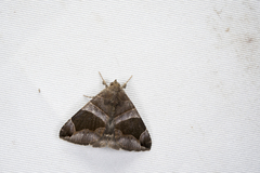Bastilla vitiensis