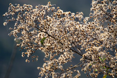 Cabobanthus polysphaerus