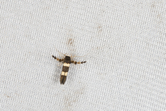 Stathmopoda vertebrata