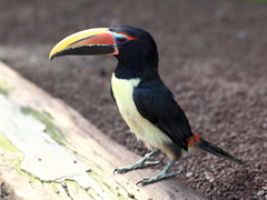 Green Aracari photo 3