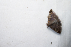Pindara illibata