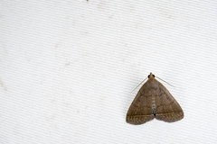 Simplicia simplicissima