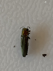 Agrilus smaragdifrons