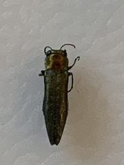 Agrilus smaragdifrons