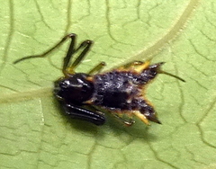 Micrathena triangularis