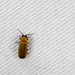 Curtos costipennis - Photo (c) Licheng Shih, algunos derechos reservados (CC BY), subido por Licheng Shih