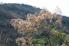 Cabobanthus polysphaerus