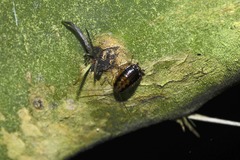 Euthlastoblatta