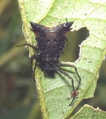 Micrathena triangularis