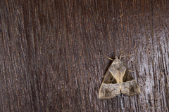 Hypena trigonalis